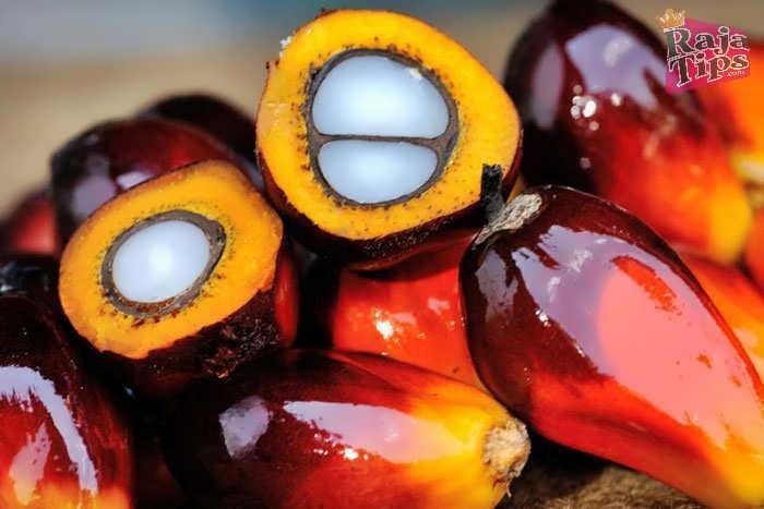 Starting An Oil Palm Business
