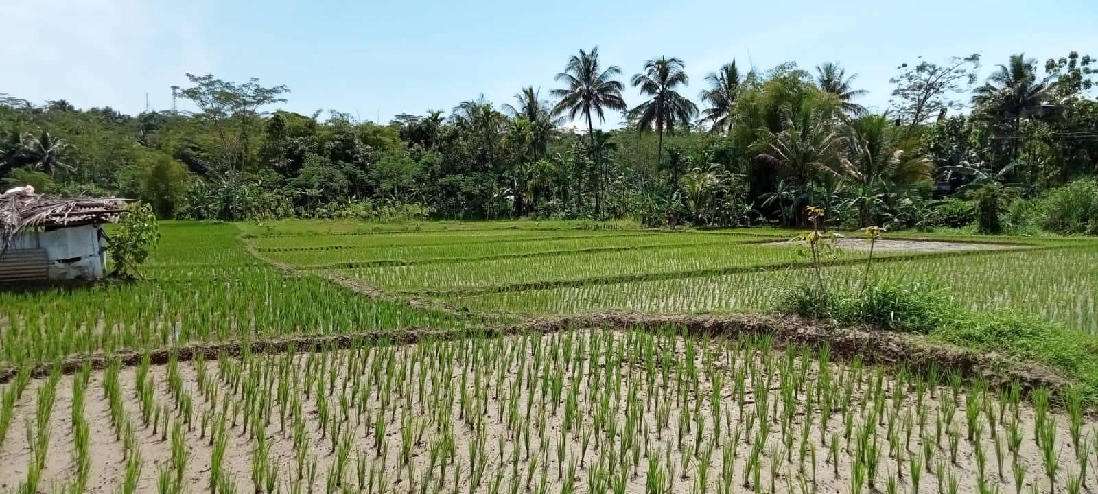 tanah5