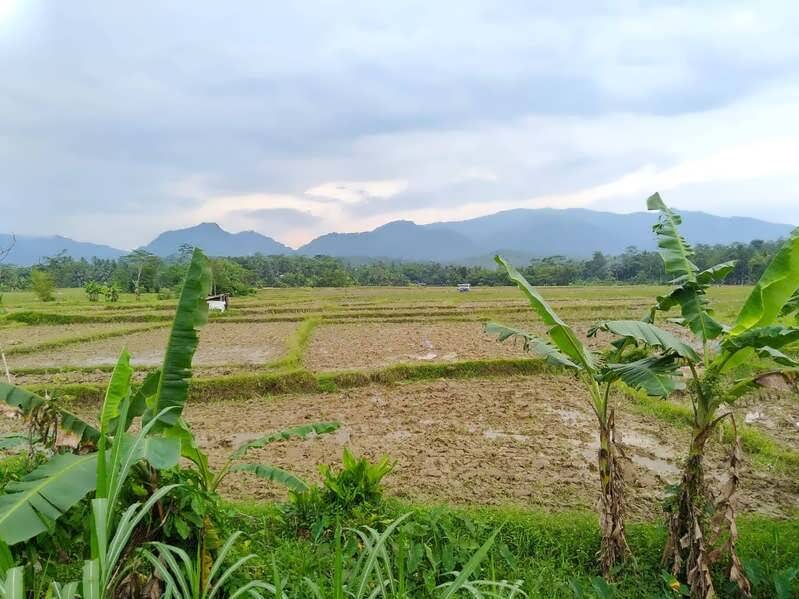 jual tanah sawah di purbalingga